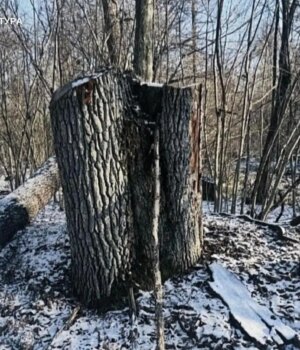 На-Волині-лісівника-експосадовця-судитимуть-через-незаконну-вирубку-на-5-мільйонів-гривень