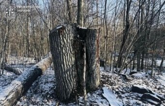 На Волині лісівника-експосадовця судитимуть через незаконну вирубку на 5 мільйонів гривень На-Волині-лісівника-експосадовця-судитимуть-через-незаконну-вирубку-на-5-мільйонів-гривень