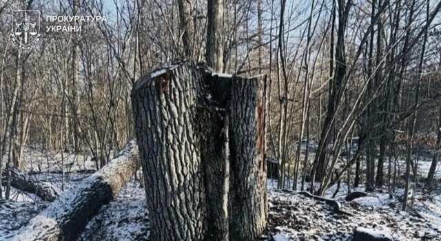 На Волині лісівника-експосадовця судитимуть через незаконну вирубку на 5 мільйонів гривень На-Волині-лісівника-експосадовця-судитимуть-через-незаконну-вирубку-на-5-мільйонів-гривень
