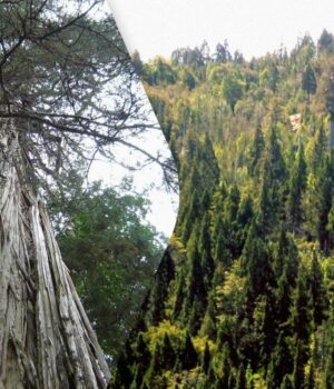 Під-гігантськими-деревами-у-Чилі-знайшли-сотні,-більшість-невідомих-науці,-видів-грибів