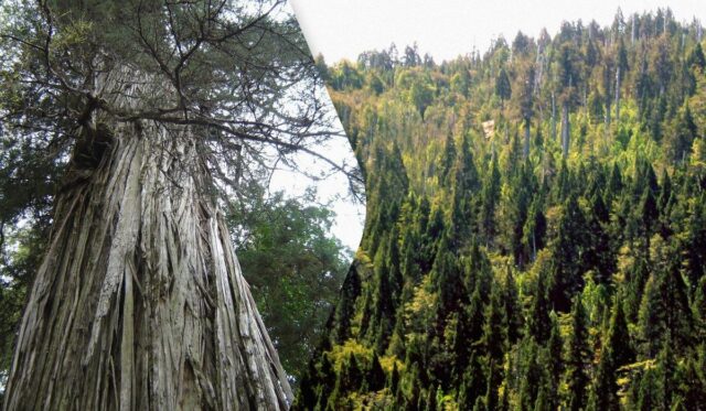 Під гігантськими деревами у Чилі знайшли сотні, більшість невідомих науці, видів грибів Під-гігантськими-деревами-у-Чилі-знайшли-сотні,-більшість-невідомих-науці,-видів-грибів