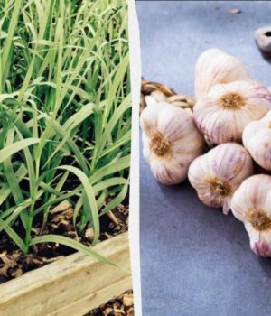 Як-виростити-часник-на-балконі:-садівниця-розповіла,-що-потрібно-знати