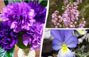 Які квіти ідеально ростуть у горщиках і контейнерах: садівники назвали топ-8 Які-квіти-ідеально-ростуть-у-горщиках-і-контейнерах:-садівники-назвали-топ-8
