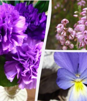 Які-квіти-ідеально-ростуть-у-горщиках-і-контейнерах:-садівники-назвали-топ-8