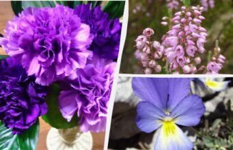 Які квіти ідеально ростуть у горщиках і контейнерах: садівники назвали топ-8 Які-квіти-ідеально-ростуть-у-горщиках-і-контейнерах:-садівники-назвали-топ-8
