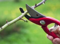 Ці дерева та кущі навесні обрізати не можна, інакше загубите майбутній урожай: поради садівникам Ці-дерева-та-кущі-навесні-обрізати-не-можна,-інакше-загубите-майбутній-урожай:-поради-садівникам