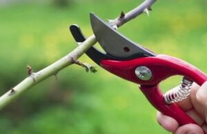 Ці дерева та кущі навесні обрізати не можна, інакше загубите майбутній урожай: поради садівникам Ці-дерева-та-кущі-навесні-обрізати-не-можна,-інакше-загубите-майбутній-урожай:-поради-садівникам