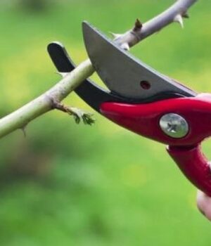 Ці-дерева-та-кущі-навесні-обрізати-не-можна,-інакше-загубите-майбутній-урожай:-поради-садівникам