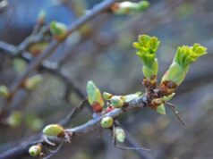 Справжня весна: на Волині повітря прогріється до 18° тепла Справжня-весна:-на-Волині-повітря-прогріється-до-18°-тепла