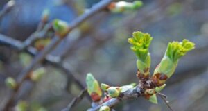 Справжня весна: на Волині повітря прогріється до 18° тепла Справжня-весна:-на-Волині-повітря-прогріється-до-18°-тепла
