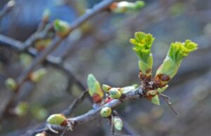 Справжня весна: на Волині повітря прогріється до 18° тепла Справжня-весна:-на-Волині-повітря-прогріється-до-18°-тепла