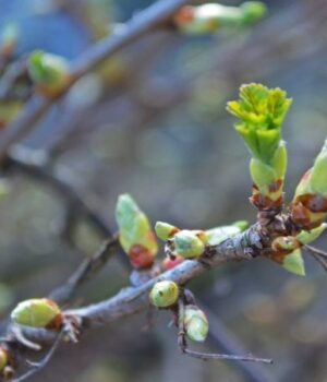 Справжня-весна:-на-Волині-повітря-прогріється-до-18°-тепла