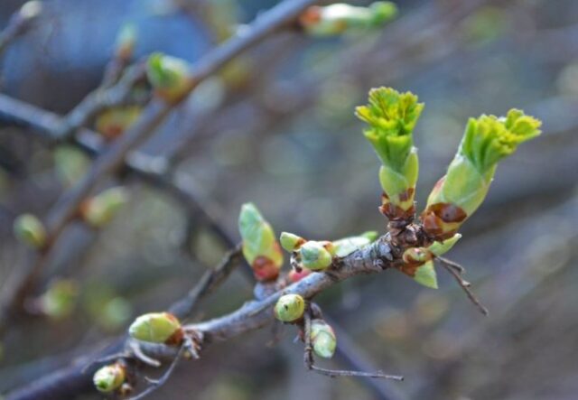Справжня весна: на Волині повітря прогріється до 18° тепла Справжня-весна:-на-Волині-повітря-прогріється-до-18°-тепла