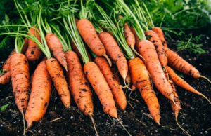 10 професійних порад, як виростити найсолодшу моркву з насіння 10-професійних-порад,-як-виростити-найсолодшу-моркву-з-насіння