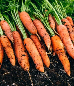 10-професійних-порад,-як-виростити-найсолодшу-моркву-з-насіння