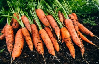 10 професійних порад, як виростити найсолодшу моркву з насіння 10-професійних-порад,-як-виростити-найсолодшу-моркву-з-насіння