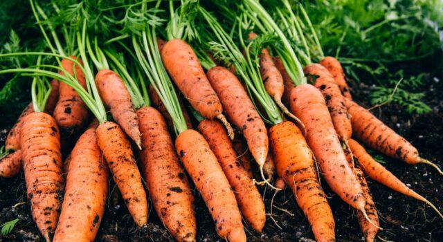10 професійних порад, як виростити найсолодшу моркву з насіння 10-професійних-порад,-як-виростити-найсолодшу-моркву-з-насіння