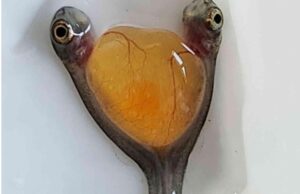 Дві голови і одне тіло: вчені випадково знайшли рідкісних сіамських близнюків Дві-голови-і-одне-тіло:-вчені-випадково-знайшли-рідкісних-сіамських-близнюків