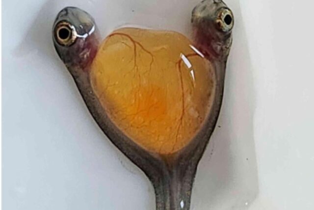 Дві голови і одне тіло: вчені випадково знайшли рідкісних сіамських близнюків Дві-голови-і-одне-тіло:-вчені-випадково-знайшли-рідкісних-сіамських-близнюків