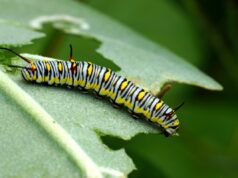 5 причин, чому у рослин може бути диряве листя, та розумні методи це виправити 5-причин,-чому-у-рослин-може-бути-диряве-листя,-та-розумні-методи-це-виправити