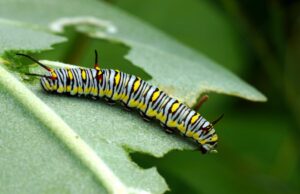 5 причин, чому у рослин може бути диряве листя, та розумні методи це виправити 5-причин,-чому-у-рослин-може-бути-диряве-листя,-та-розумні-методи-це-виправити