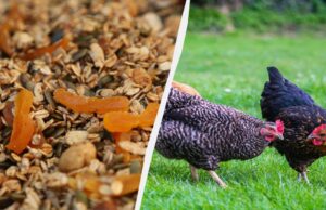 Яйця буде нікуди подіти: фахівець розповів, чим потрібно годувати курей-несучок Яйця-буде-нікуди-подіти:-фахівець-розповів,-чим-потрібно-годувати-курей-несучок