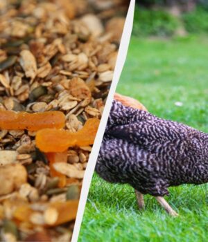 Яйця-буде-нікуди-подіти:-фахівець-розповів,-чим-потрібно-годувати-курей-несучок