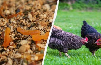 Яйця буде нікуди подіти: фахівець розповів, чим потрібно годувати курей-несучок Яйця-буде-нікуди-подіти:-фахівець-розповів,-чим-потрібно-годувати-курей-несучок