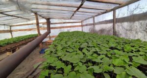 Сезон вирощування огірків: як у волинському селі господарі готують розсаду до пересадки Сезон-вирощування-огірків:-як-у-волинському-селі-господарі-готують-розсаду-до-пересадки