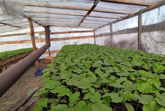 Сезон вирощування огірків: як у волинському селі господарі готують розсаду до пересадки Сезон-вирощування-огірків:-як-у-волинському-селі-господарі-готують-розсаду-до-пересадки