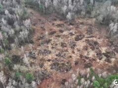 Офіс Генпрокурора розслідує, як посадовці волинської громади віддали ліс в оренду під виглядом пасовища Офіс-Генпрокурора-розслідує,-як-посадовці-волинської-громади-віддали-ліс-в-оренду-під-виглядом-пасовища