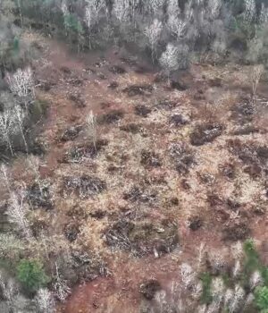 Офіс-Генпрокурора-розслідує,-як-посадовці-волинської-громади-віддали-ліс-в-оренду-під-виглядом-пасовища