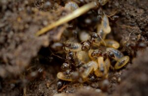 Унікальне відкриття: вчені виявили незвичайну комаху з “китовою” головою Унікальне-відкриття:-вчені-виявили-незвичайну-комаху-з-“китовою”-головою