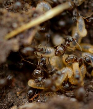 Унікальне-відкриття:-вчені-виявили-незвичайну-комаху-з-“китовою”-головою