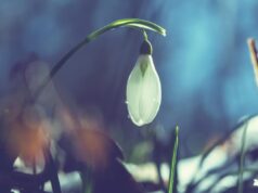 Перед вихідними сонце розігріє Україну до +17° Перед-вихідними-сонце-розігріє-Україну-до-+17°