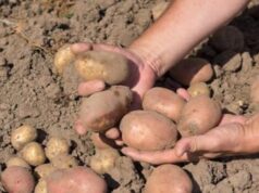 Секрет досвідчених городників: оброблення картоплі цим розчином — бульби ростуть гігантськими Секрет-досвідчених-городників:-оброблення-картоплі-цим-розчином-—-бульби-ростуть-гігантськими