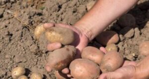 Секрет досвідчених городників: оброблення картоплі цим розчином — бульби ростуть гігантськими Секрет-досвідчених-городників:-оброблення-картоплі-цим-розчином-—-бульби-ростуть-гігантськими
