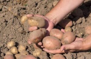 Секрет досвідчених городників: оброблення картоплі цим розчином — бульби ростуть гігантськими Секрет-досвідчених-городників:-оброблення-картоплі-цим-розчином-—-бульби-ростуть-гігантськими