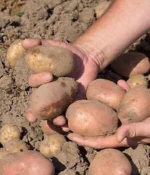 Секрет-досвідчених-городників:-оброблення-картоплі-цим-розчином-—-бульби-ростуть-гігантськими