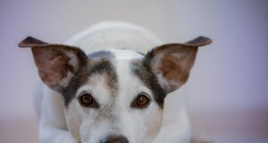 Чи засуджує вас собака: ветеринари пояснили 7 поширених видів поведінки тварини Чи-засуджує-вас-собака:-ветеринари-пояснили-7-поширених-видів-поведінки-тварини