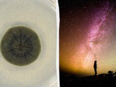 Чорна пліснява з Чорнобиля може врятувати людство від космічної радіації, – дослідження Чорна-пліснява-з-Чорнобиля-може-врятувати-людство-від-космічної-радіації,-–-дослідження