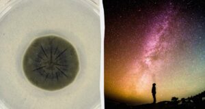 Чорна пліснява з Чорнобиля може врятувати людство від космічної радіації, – дослідження Чорна-пліснява-з-Чорнобиля-може-врятувати-людство-від-космічної-радіації,-–-дослідження