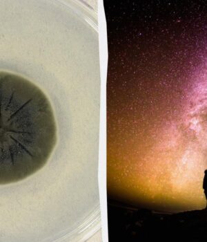 Чорна-пліснява-з-Чорнобиля-може-врятувати-людство-від-космічної-радіації,-–-дослідження