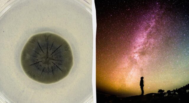 Чорна пліснява з Чорнобиля може врятувати людство від космічної радіації, – дослідження Чорна-пліснява-з-Чорнобиля-може-врятувати-людство-від-космічної-радіації,-–-дослідження