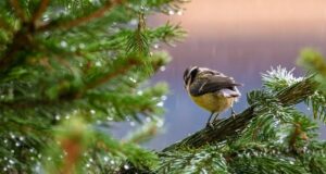 Весняне тепло добігає кінця: синоптик розказав, що буде з погодою в Україні далі Весняне-тепло-добігає-кінця:-синоптик-розказав,-що-буде-з-погодою-в-Україні-далі