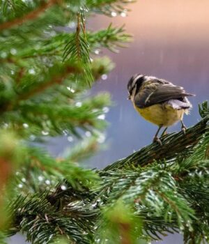 Весняне-тепло-добігає-кінця:-синоптик-розказав,-що-буде-з-погодою-в-Україні-далі