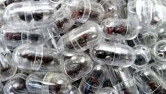 У Кенії затримали китайця за контрабанду садових мурах 2000-тисяч-мурах-в-багажі.-Чоловіка-арештували-за-контрабанду-рідкісних-комах