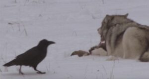 У Єллоустоуні круки навчилися стежити за полюванням вовками, щоб мати більше їжі У-Єллоустоуні-круки-навчилися-стежити-за-полюванням-вовками,-щоб-мати-більше-їжі