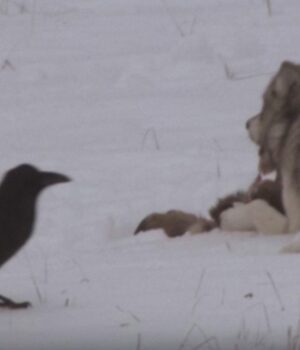 У-Єллоустоуні-круки-навчилися-стежити-за-полюванням-вовками,-щоб-мати-більше-їжі