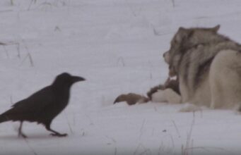 У Єллоустоуні круки навчилися стежити за полюванням вовками, щоб мати більше їжі У-Єллоустоуні-круки-навчилися-стежити-за-полюванням-вовками,-щоб-мати-більше-їжі